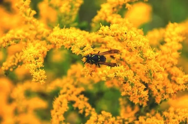 Wasp on a flower