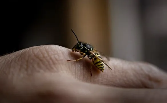 Wasp sting