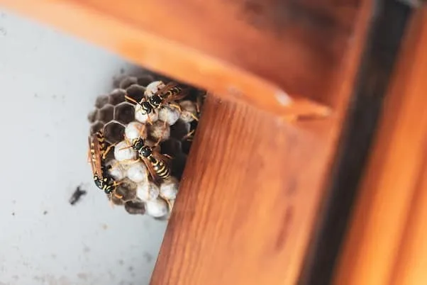 Wasps Living Indoors