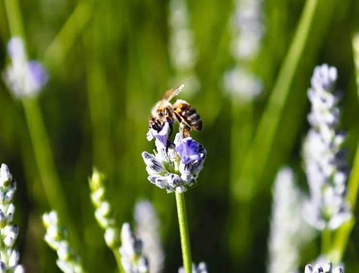 What Are Digger Bees