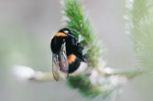 What Do Carpenter Bees Eat?