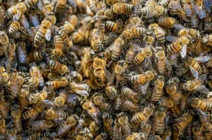 What Is A Group Of Bees Called?