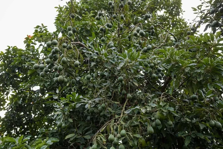 What Is Avocado Honey?