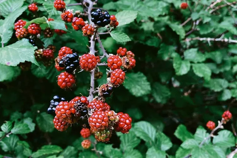 What Is Blackberry Honey?