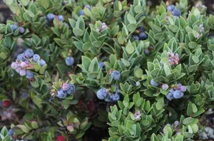 What Is Blueberry Honey?