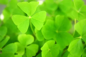 What Is Clover Honey?