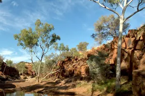 What Is Eucalyptus Honey?