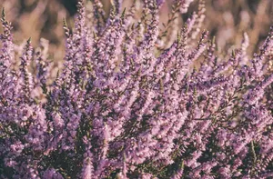 What Is Heather Honey?