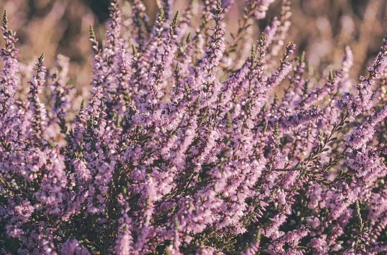 What Is Heather Honey?