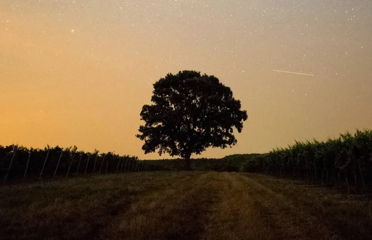 What Is Jarrah Honey?