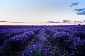 What Is Lavender Honey?