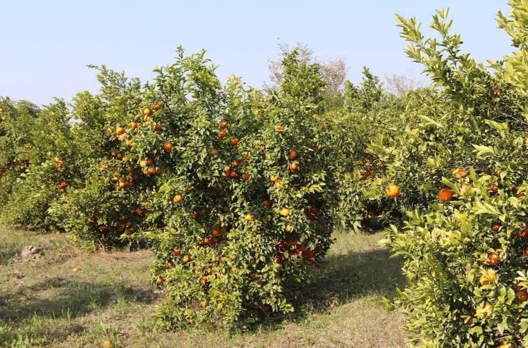 What Is Orange Blossom Honey?