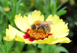 What Is Wildflower Honey?