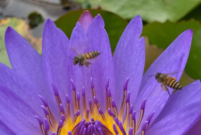 What Do Drone Bees Do? Exploring Their Roles In The Colony
