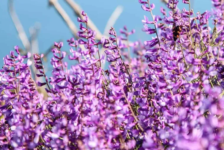 What is Alfalfa Honey?