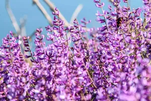 What is Alfalfa Honey?