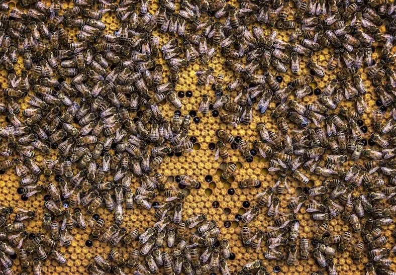 What is Bee Propolis