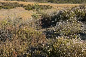 What is Buckwheat Honey?