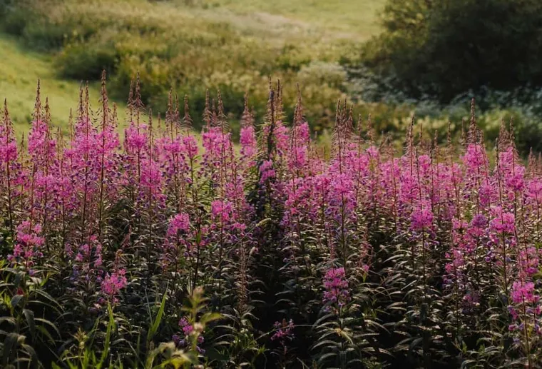 What is Fireweed Honey?