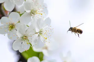 What is Leatherwood Honey?