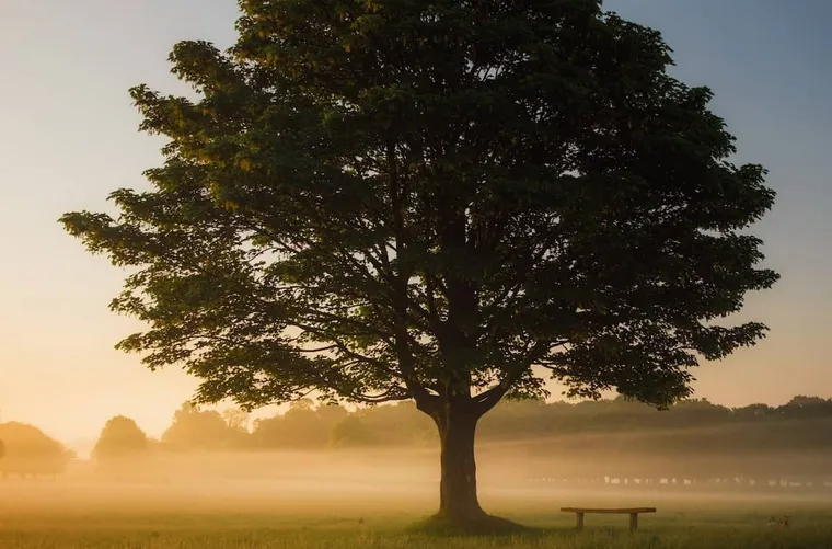 What is Linden Honey?