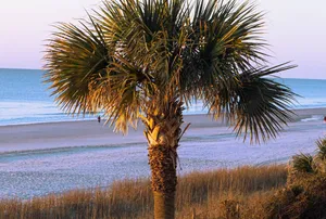 What is Palmetto Honey?