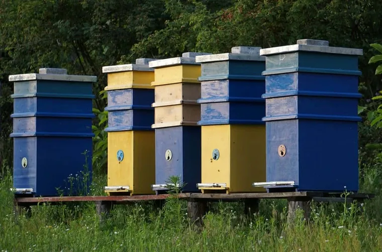 What Is A Langstroth Hive?