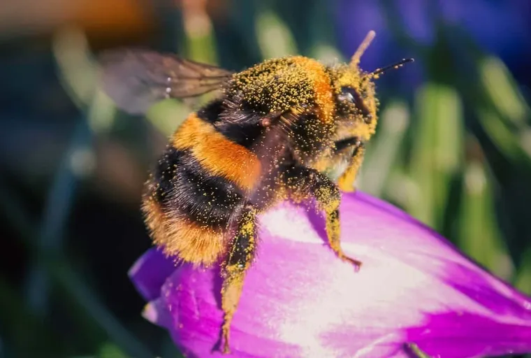Why Do Bees Have Sticky Hair?