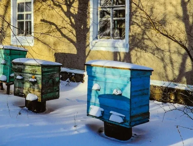 Winter Beekeeping
