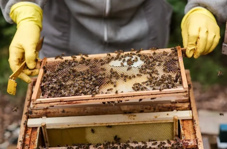 Beekeeper inspecting a beehive frame with a noticeable decrease in bee population, indicating a potential queenless hive. The absence of a queen can lead to a significant drop in the hive's worker bee population, emphasizing the urgency of addressing queenlessness.