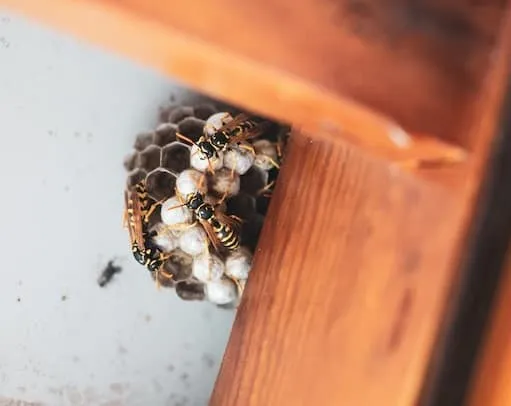 Yellowjacket nest inside the home
