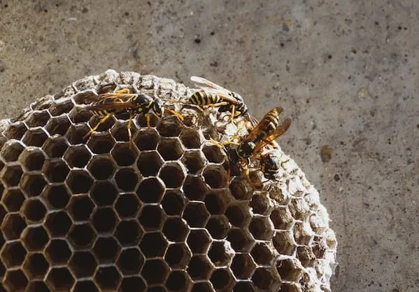 Yellowjacket nest