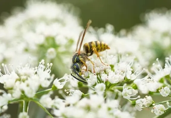 Yellowjacket on a flower
