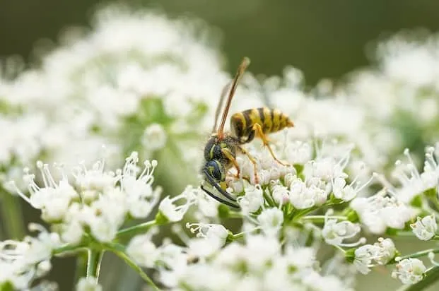 Yellowjacket pollinating flower