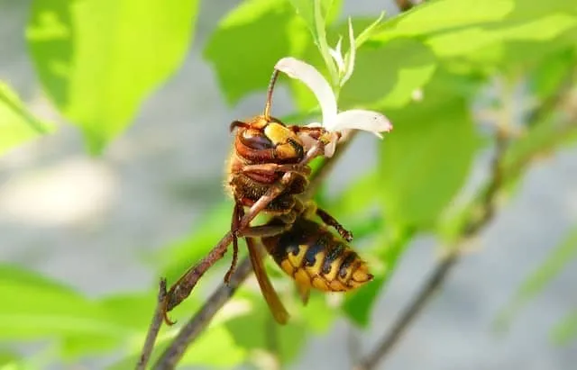 Yellowjacket