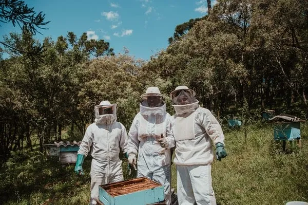 Beekeepers inspecting hives
