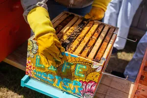 4 Peculiar Reasons for Absconding Bees PLUS Expert Prevention Methods