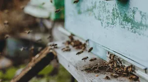 4 Things Every Beekeeper Must Know AFTER Catching a Swarm of Bees