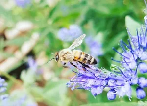 Venom From Honey Bee Found To Kill Hard-To-Treat Breast Cancer Cells