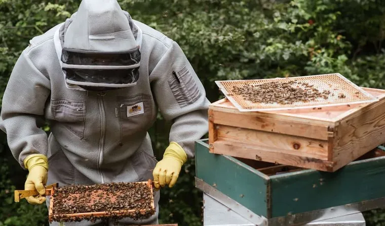 How to Perform a Beehive Inspection in Under 20 Minutes (Step by Step)