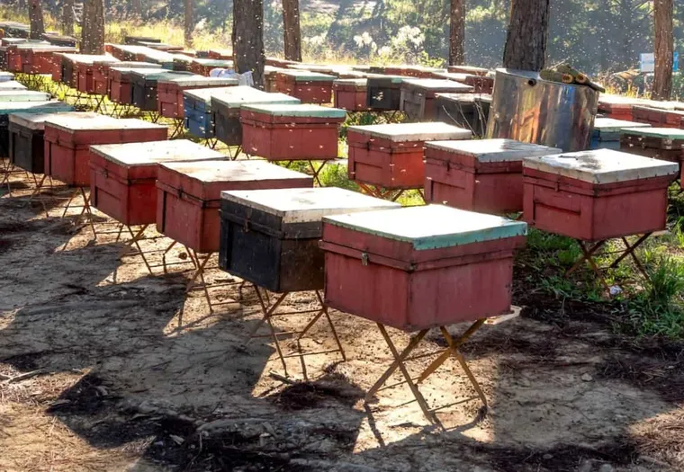 10 Free DIY Beehive Stand Plans & Ideas You’ll Fall in Love With