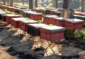 10 Free DIY Beehive Stand Plans & Ideas You’ll Fall in Love With