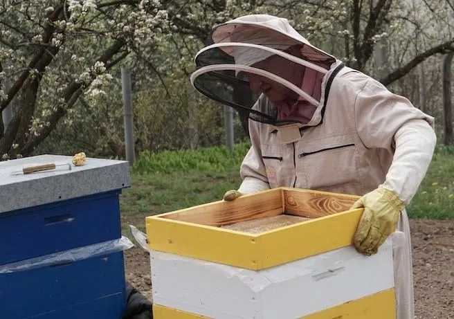 Beekeeper inspecting a hive box outdoors, showing the unpainted inside and painted exterior