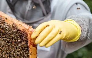Best Beekeeping Gloves That Offer You Maximum Sting Protection