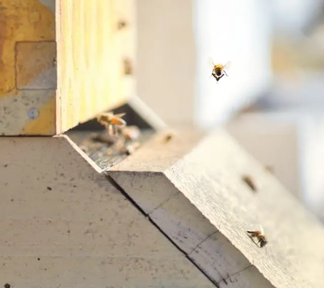 bees buzzing on the wall