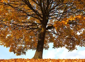 8 Best Trees For Honey Bees to Help Them THRIVE!