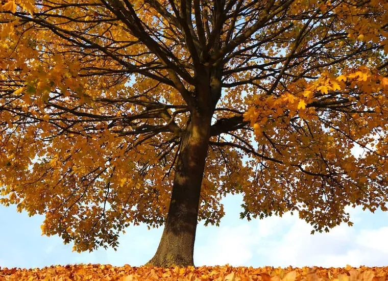 8 Best Trees For Honey Bees to Help Them THRIVE!