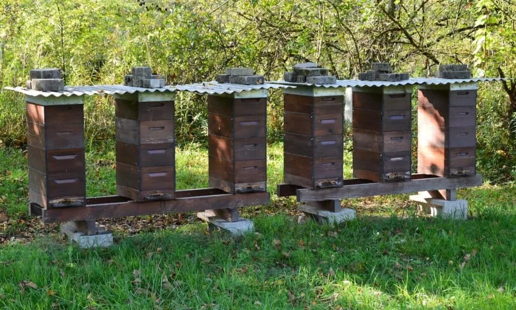 cost of beekeeping