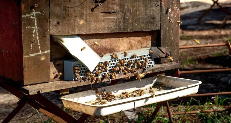 How to Clean Out & Learn from a Dead Beehive (Here's What to Do!)