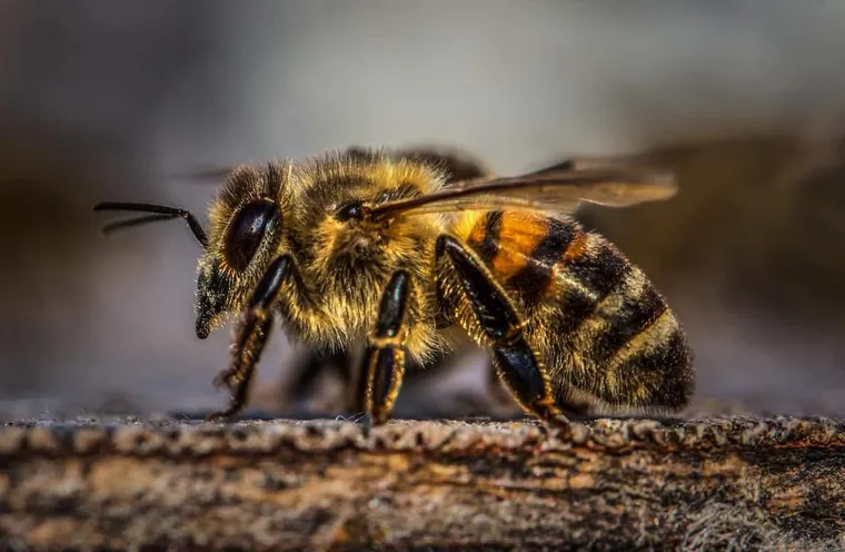 Fear of Bees (Melissophobia/Apiphobia)